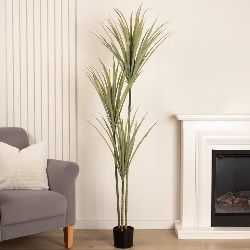 Scottish Everlastings Black 160Cm Yucca Tree