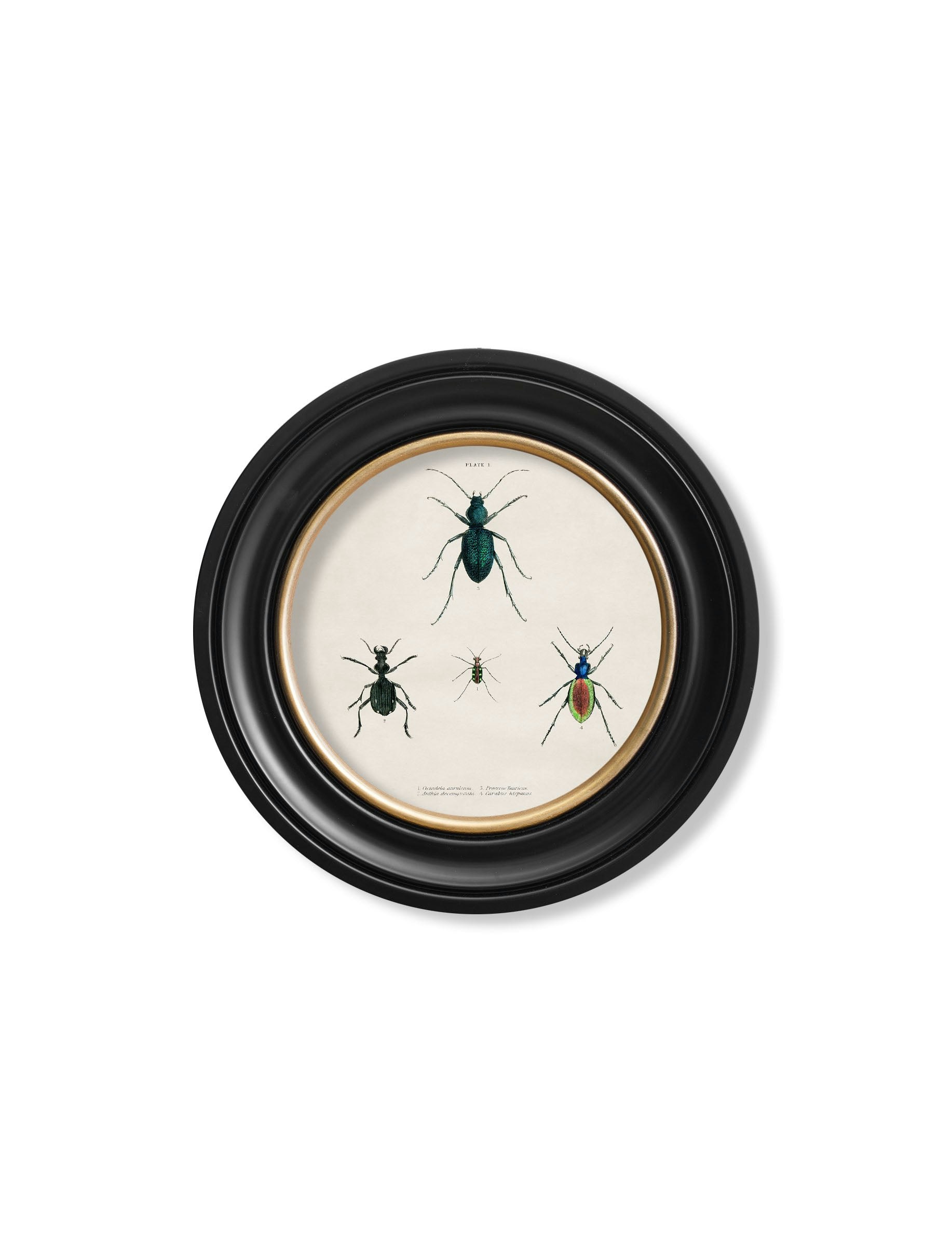Rackhams Black C.1836 Beetle Plates - Round Frame - 44 X 44Cm - Plate 1