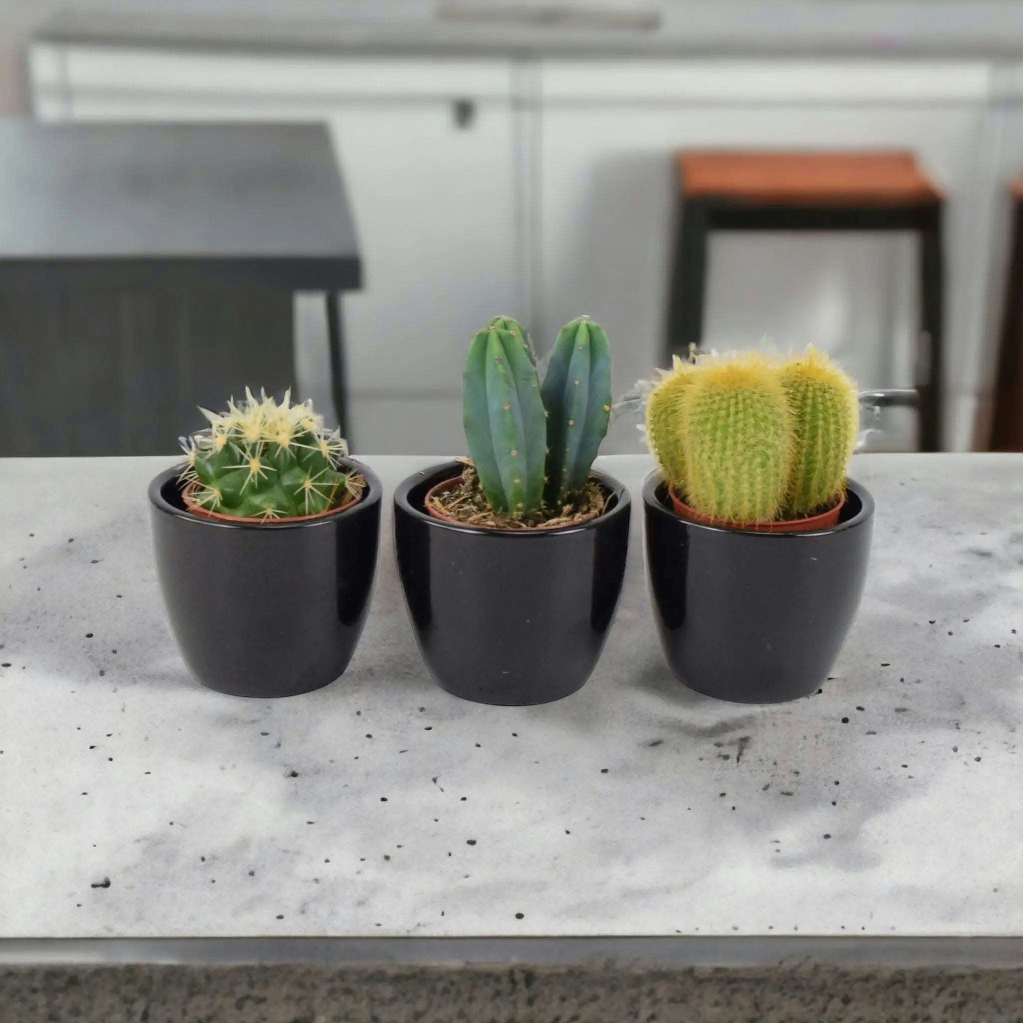 Plants By Post Black Cactus Mixed 5.5Cm X 3 Pots - Easy Care Cacti Collection For Indoor Spaces - Ceramic