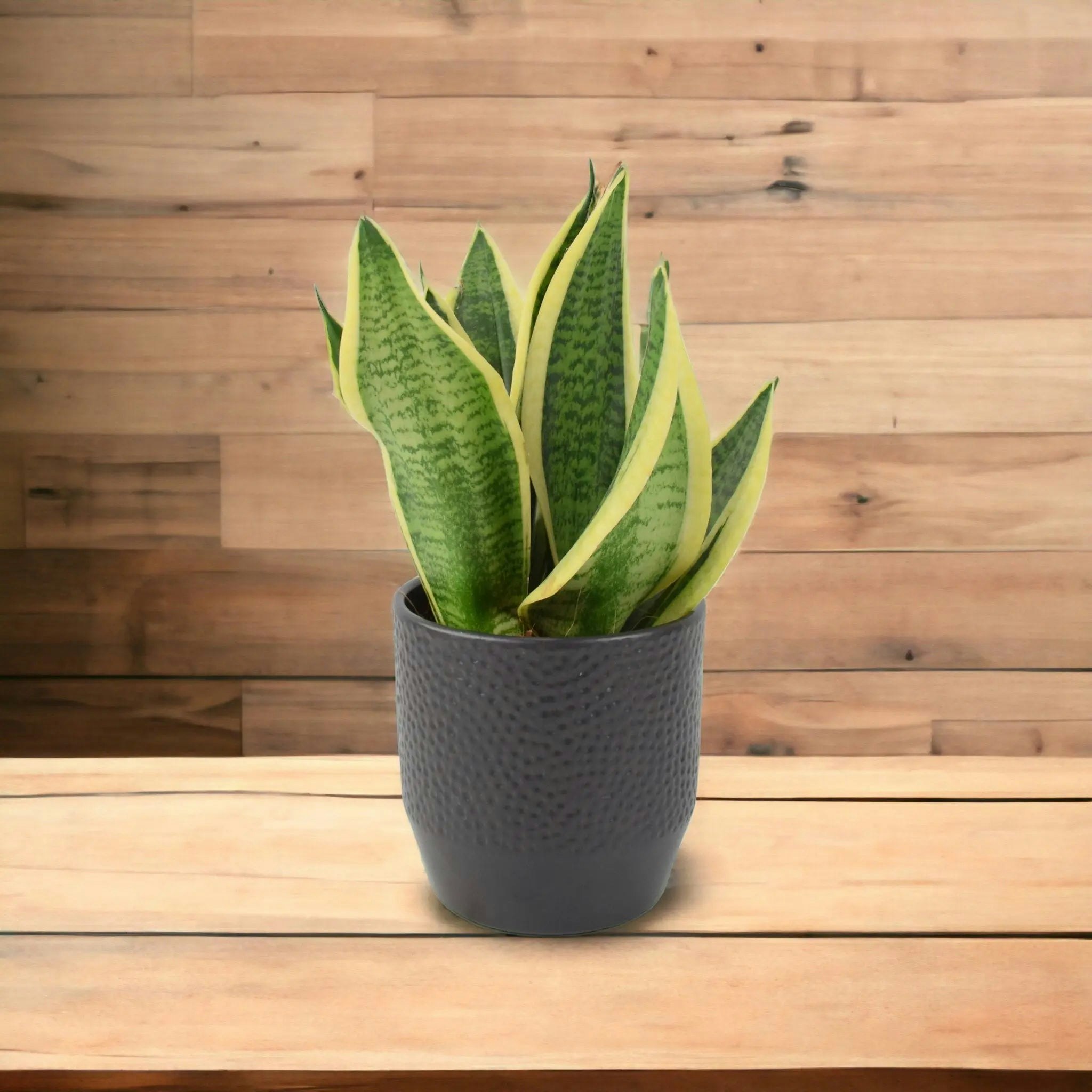 Plants By Post Light/Anthracite Sansevieria Superba In 12Cm Pot | Air-Purifying Snake Plant For Low Spaces - Ceramic Ewi