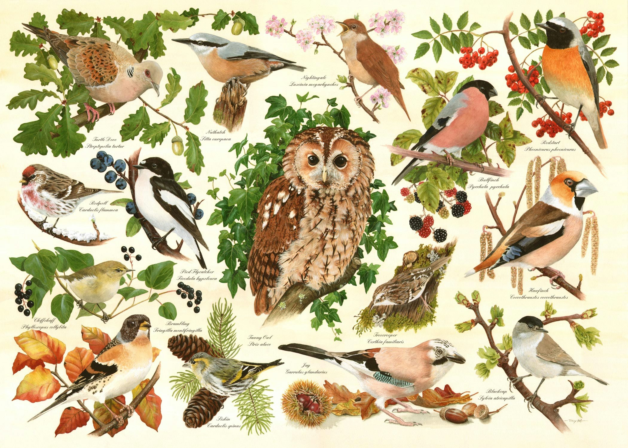 The House Of Puzzles Woodland Birds - Big 500 Piece Jigsaw Puzzle