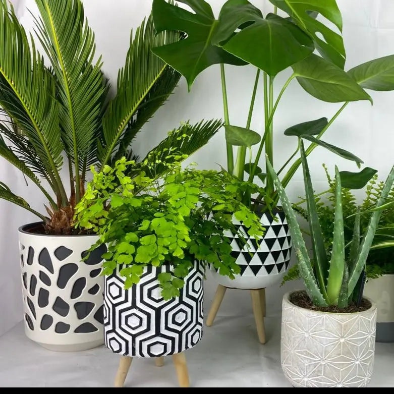Plants By Post Monthly Houseplant Subscription – Indoor Plants - Pet Safe Houseplant