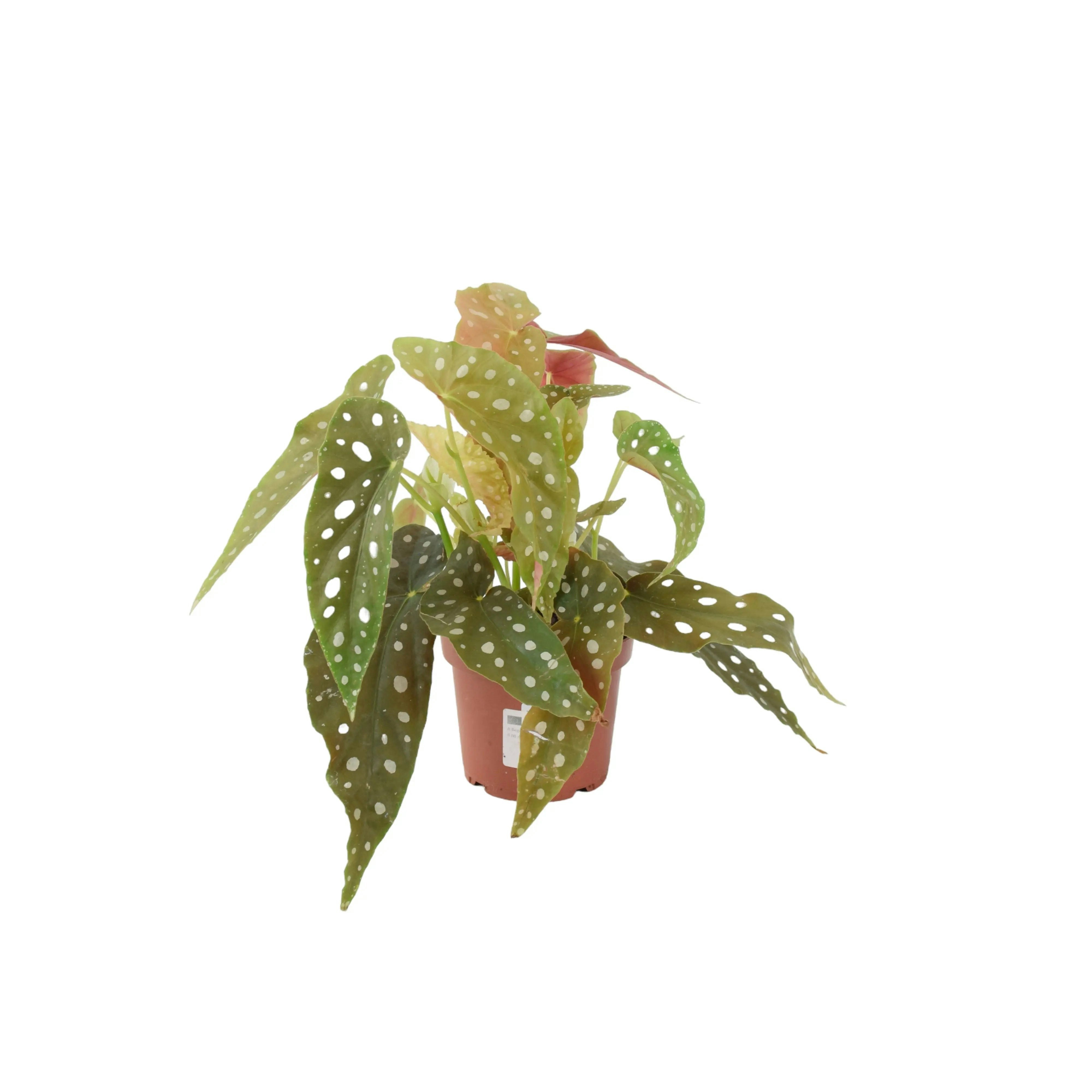 Plants By Post Dark/Green/Red Begonia Maculata - Polka Dot Begonia 12Cm Pot - No Container