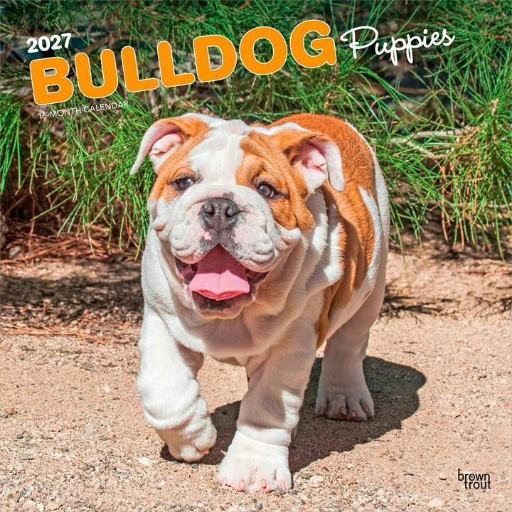 Bulldog Puppies Calendar 2027 - Image 3