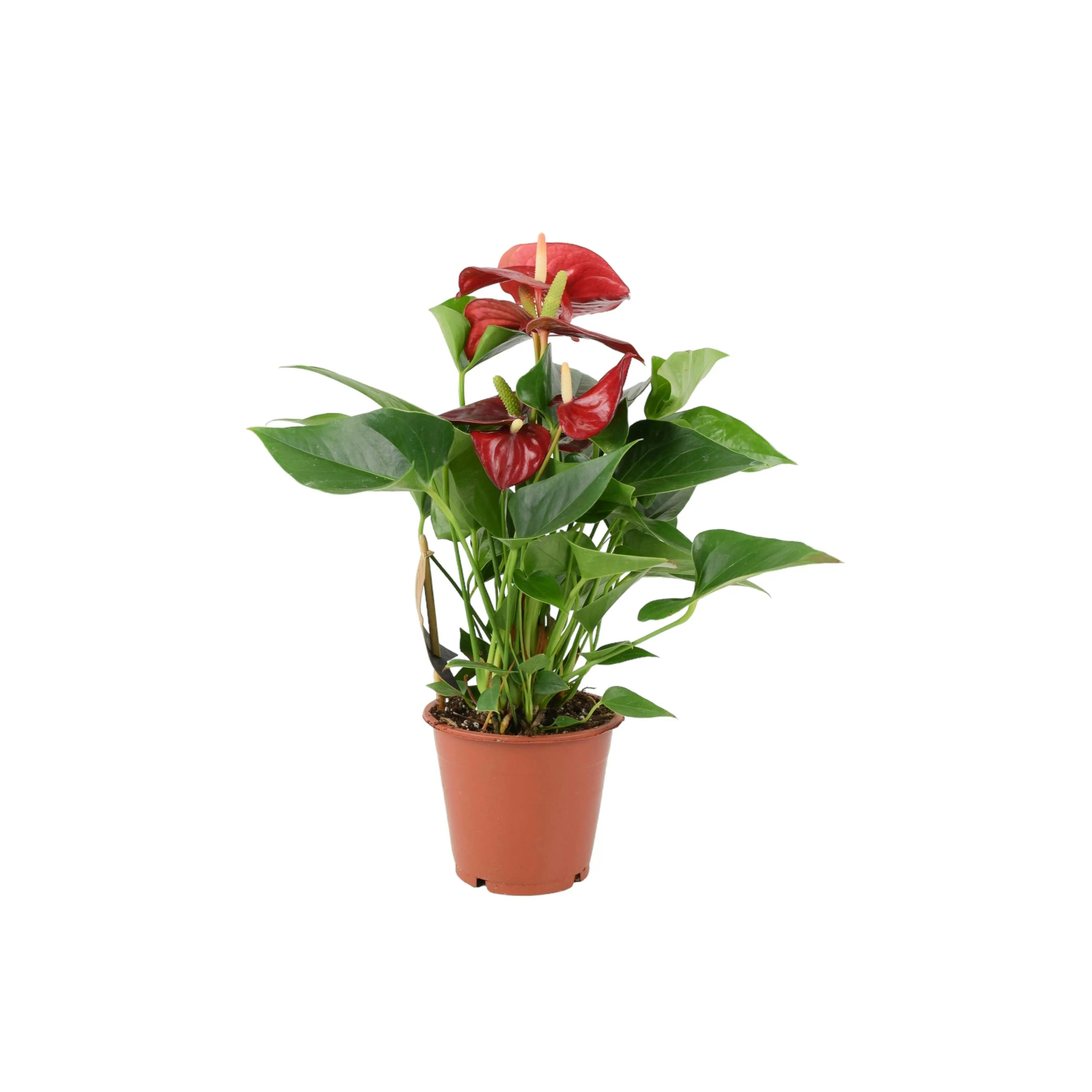 Plants By Post Red Anthurium Flamingo Flower - Tropical Houseplant In 12Cm Pot - No Container