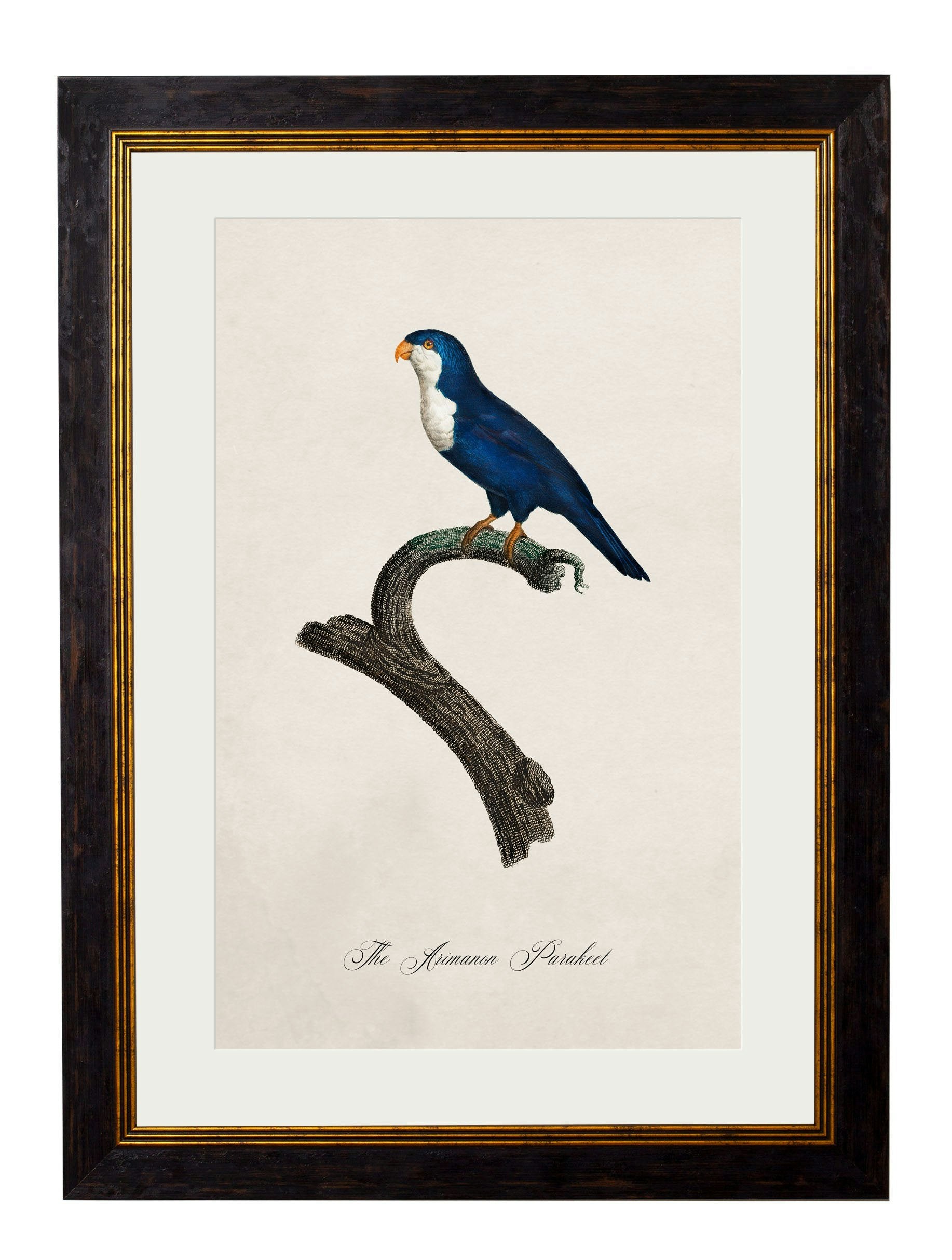 Rackhams Black C.1800's Collection Of Parrots - 38 X 50Cm - Arimanon Parakeet