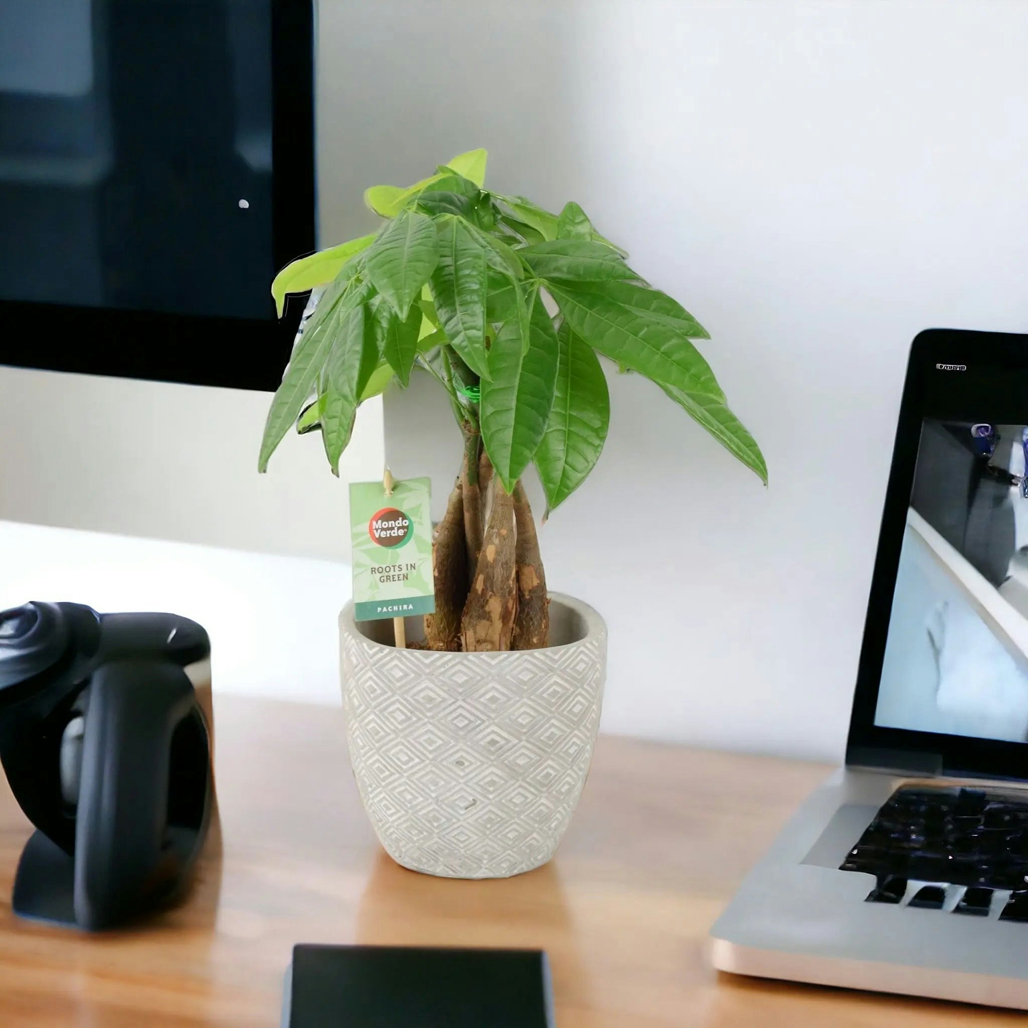 Plants By Post Green Pachira Money Tree 12Cm - Braided Trunk Lucky Houseplant - Concrete Aztec