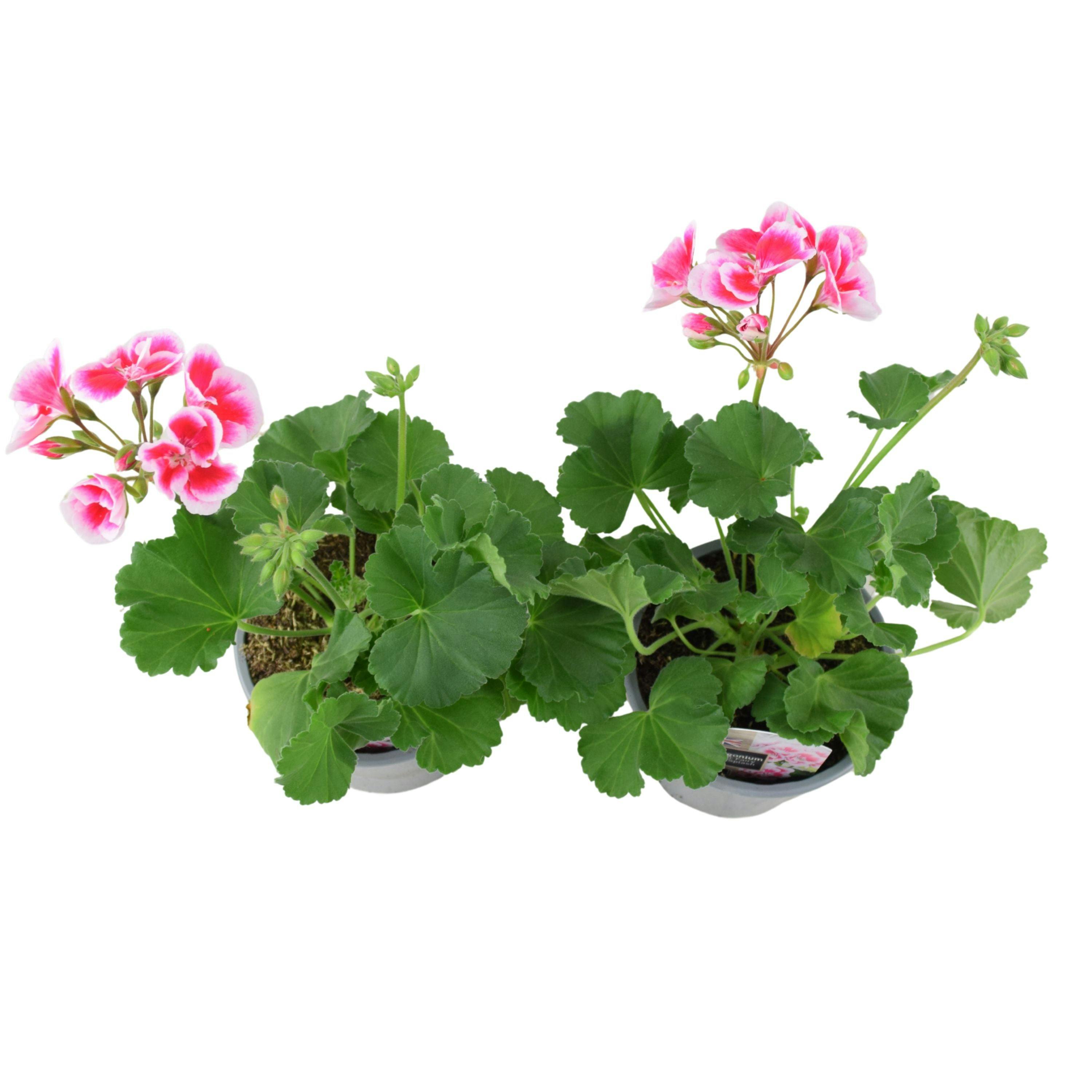White Zonal Geranium Upright Mixed Colours – Set Of 2 X 1L Potted Plants - Splash