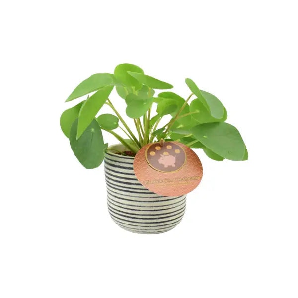 Plants By Post Green/Light Pilea Pepperomiordes Chinese Money Plant – Easy Care Houseplant In 12Cm Pot - Yes