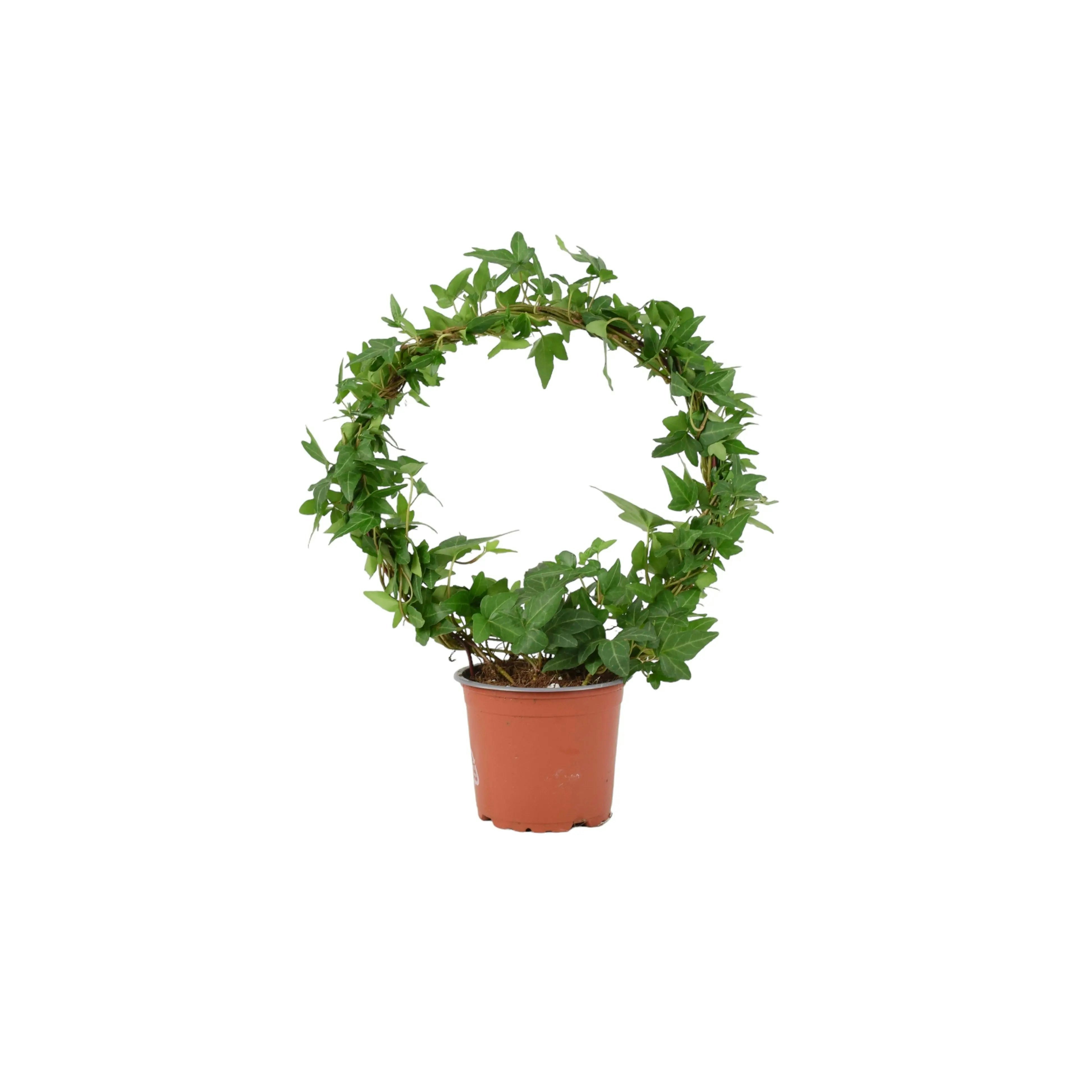 Plants By Post Green Hedera Ivy Hoop In 12Cm Pot – Indoor Air-Purifying Houseplant - No Container