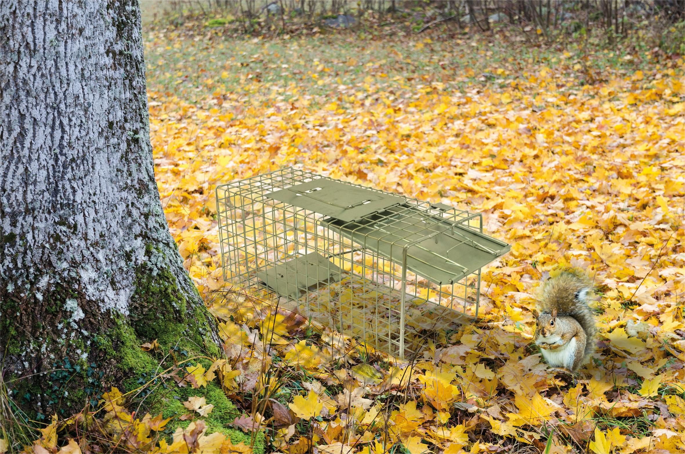 St Helens Home And Garden Live Animal Trap