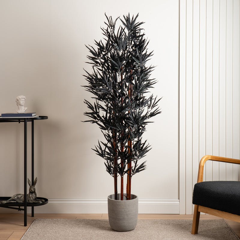 Scottish Everlastings Black 157Cm Bamboo Tree