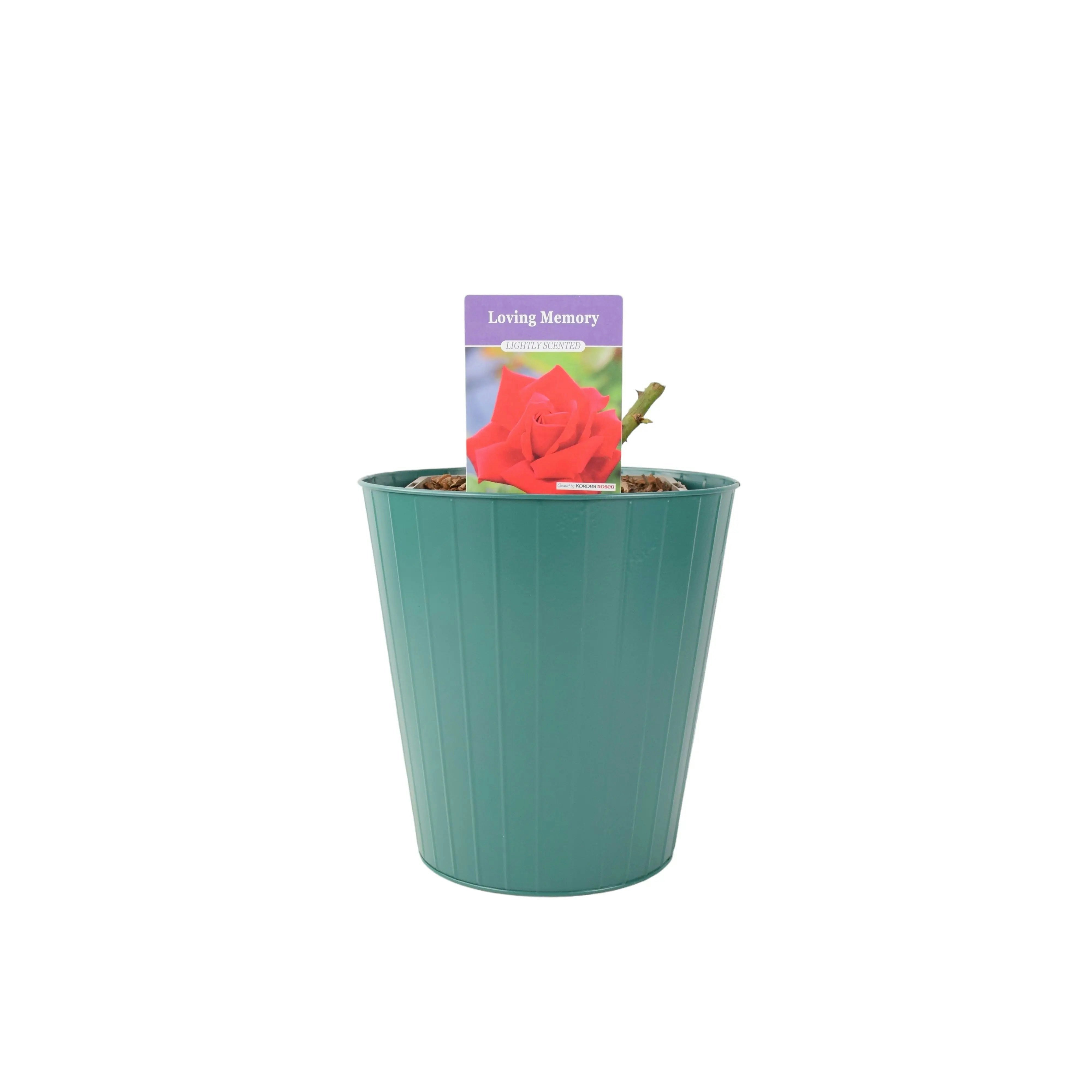 Plants By Post Loving Memory Rose 5.5L – Crimson-Scarlet Blooms Fragrant Garden Rose - Metal Teal Vertical Line