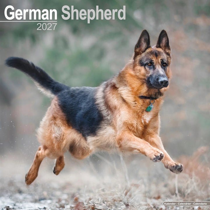German Shepherds Wall by AVONSIDE PUBLISHING (Calendar) - Image 8
