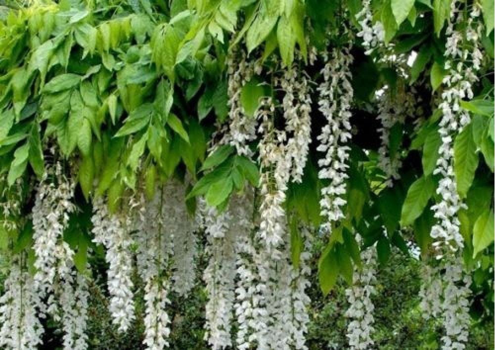 Direct Plants Wisteria/White Alba Climbing Plant 3-4Ft Supplied In A 3 Litre Pot - Living Plants - Climbing Plant