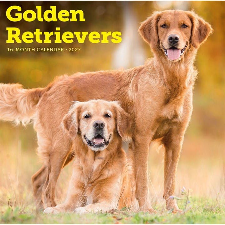 Golden Retrievers Calendar 2027, Wall Calendars, Month To View, Dogs, Gift - Image 3