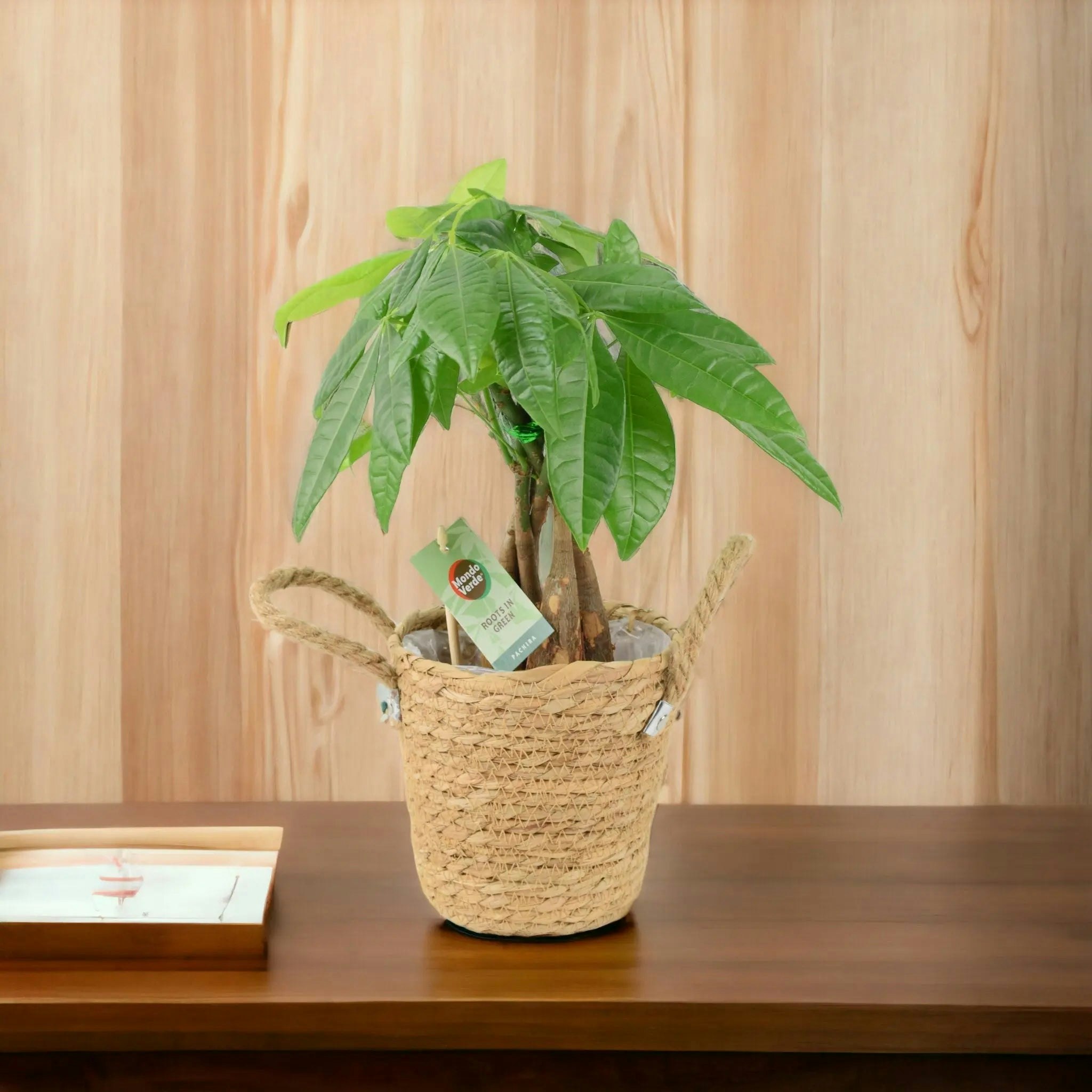 Plants By Post Green Pachira Money Tree 12Cm - Braided Trunk Lucky Houseplant - Basket Seagrass With Handles