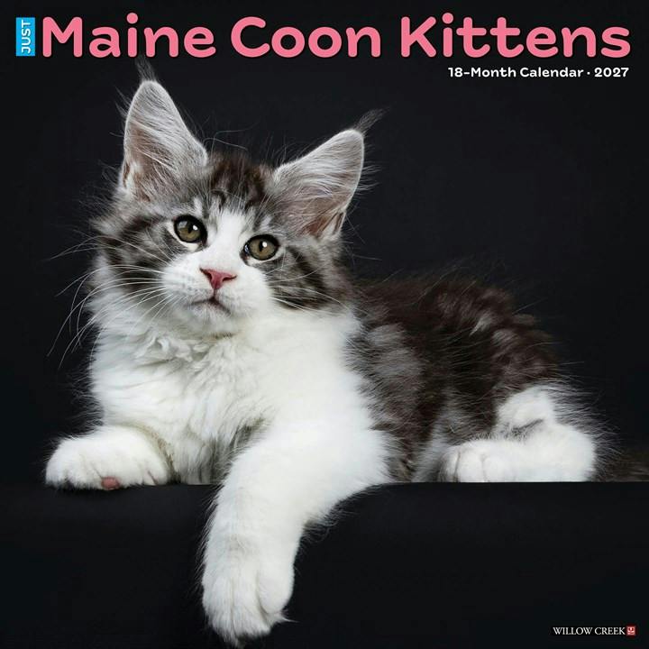 Willow Creek Press Maine Coon Kittens 2027 by Creek Press Willow | PB | 2026 - Image 9