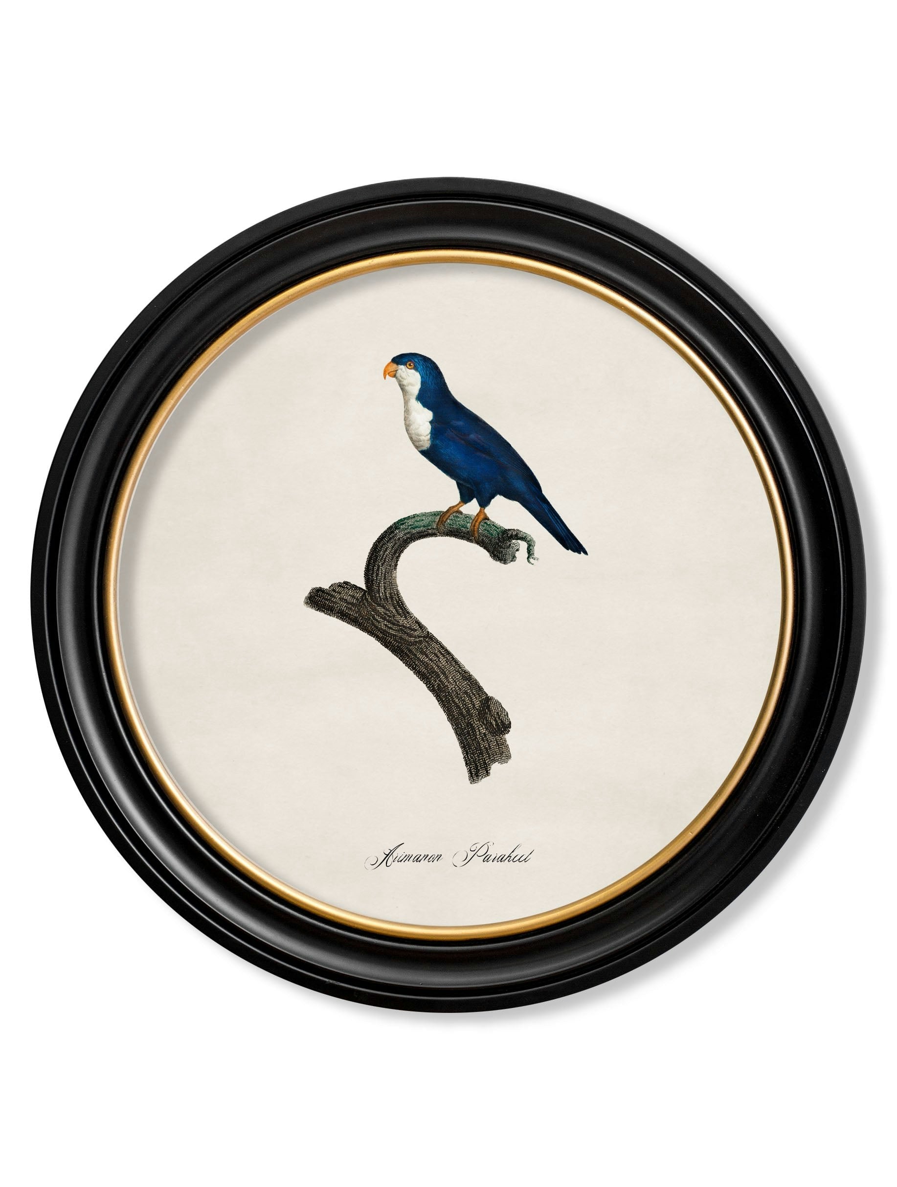 Rackhams Black C.1800's Collection Of Parrots In Round Frames 1 - 70 X 70Cm - Arimanon Parakeet