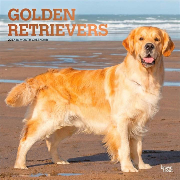 Golden Retrievers 2027 12 X 24 Inch (Hanging) Monthly Square Wall Calendar Foil Stamped Cover Plastic-Free Browntrout - Image 7