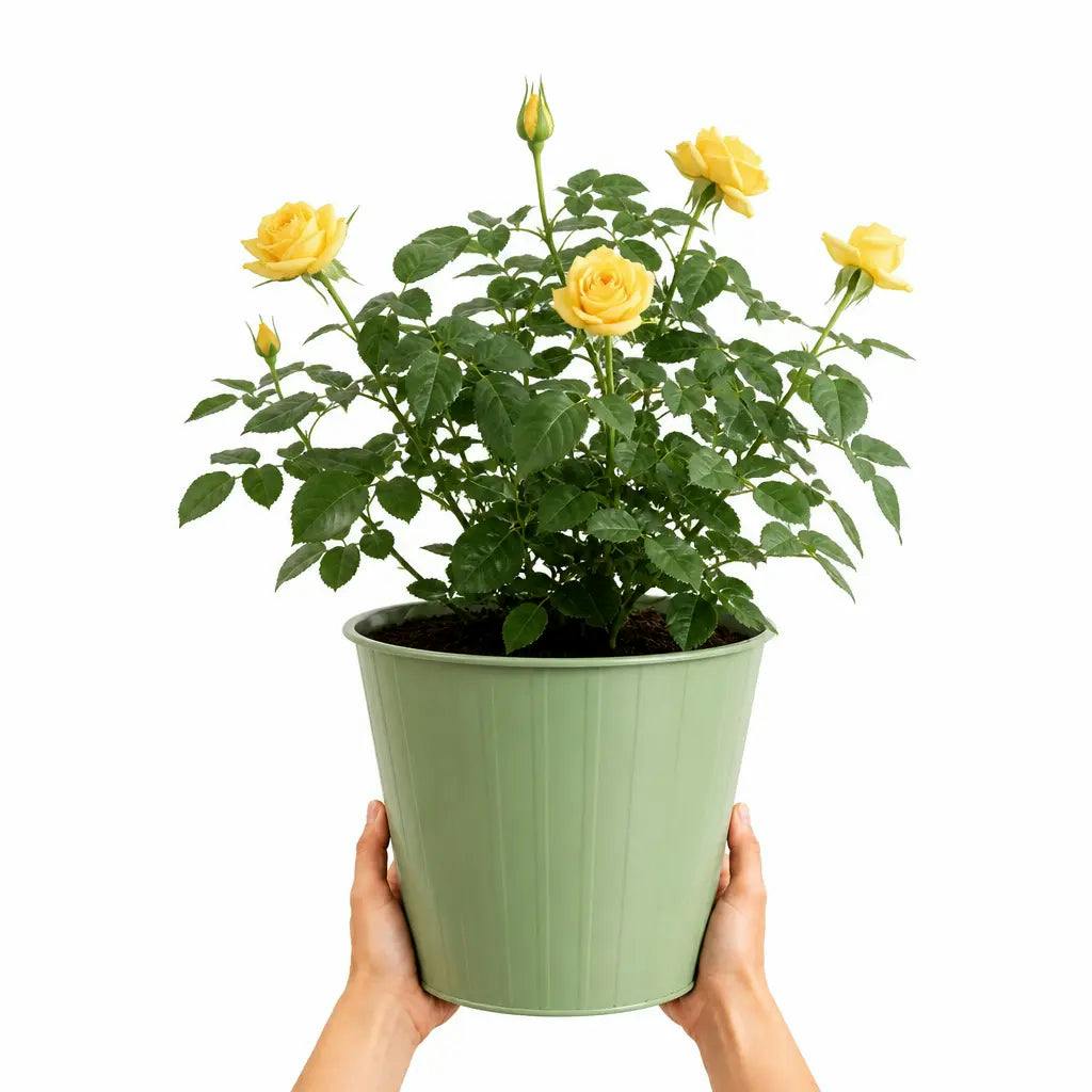 Plants By Post 5L Anniversary Wishes Yellow Rose Bush D - Yellow - Image 2