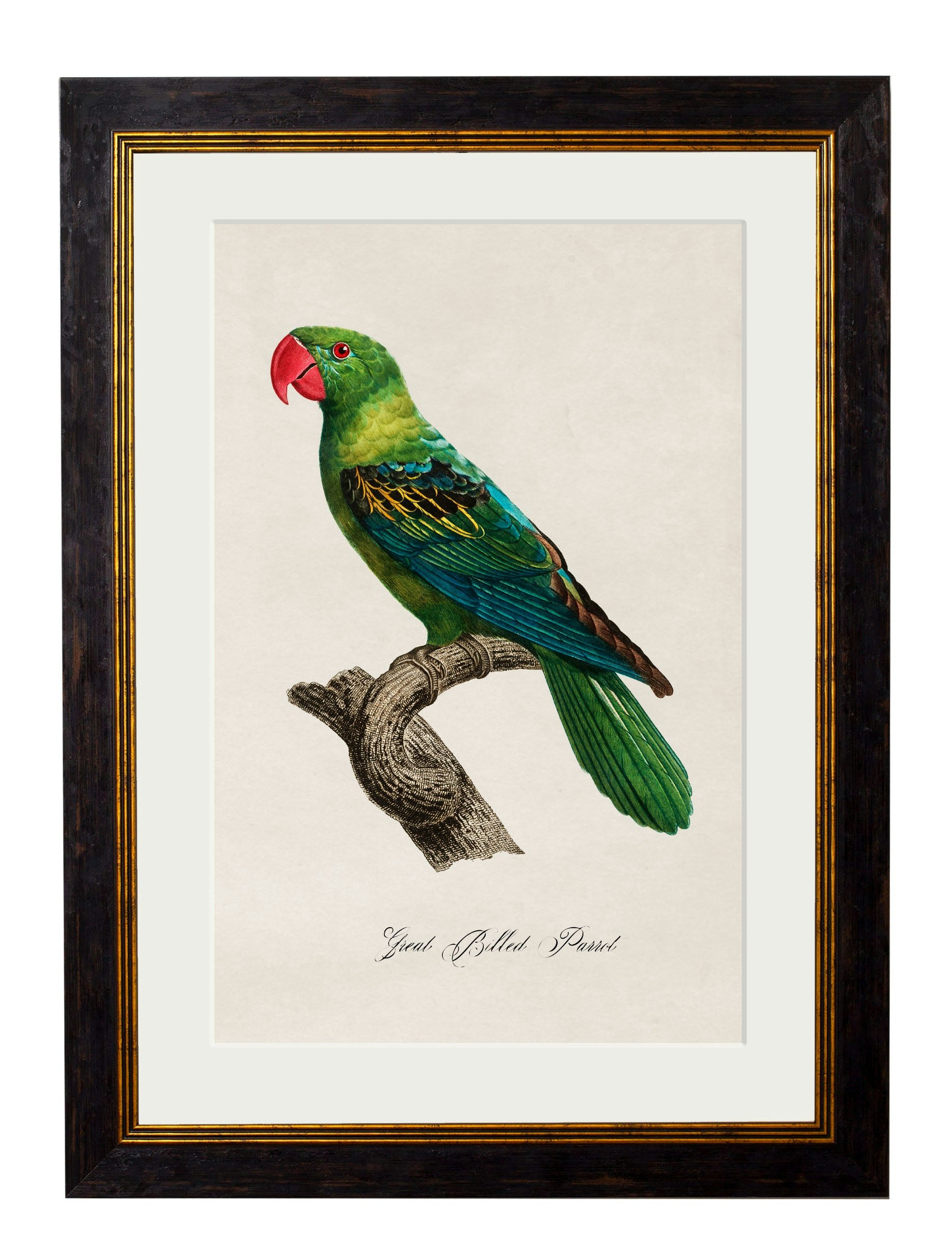 Rackhams Black C.1800's Collection Of Parrots - 38 X 50Cm - Great Billed Parrot