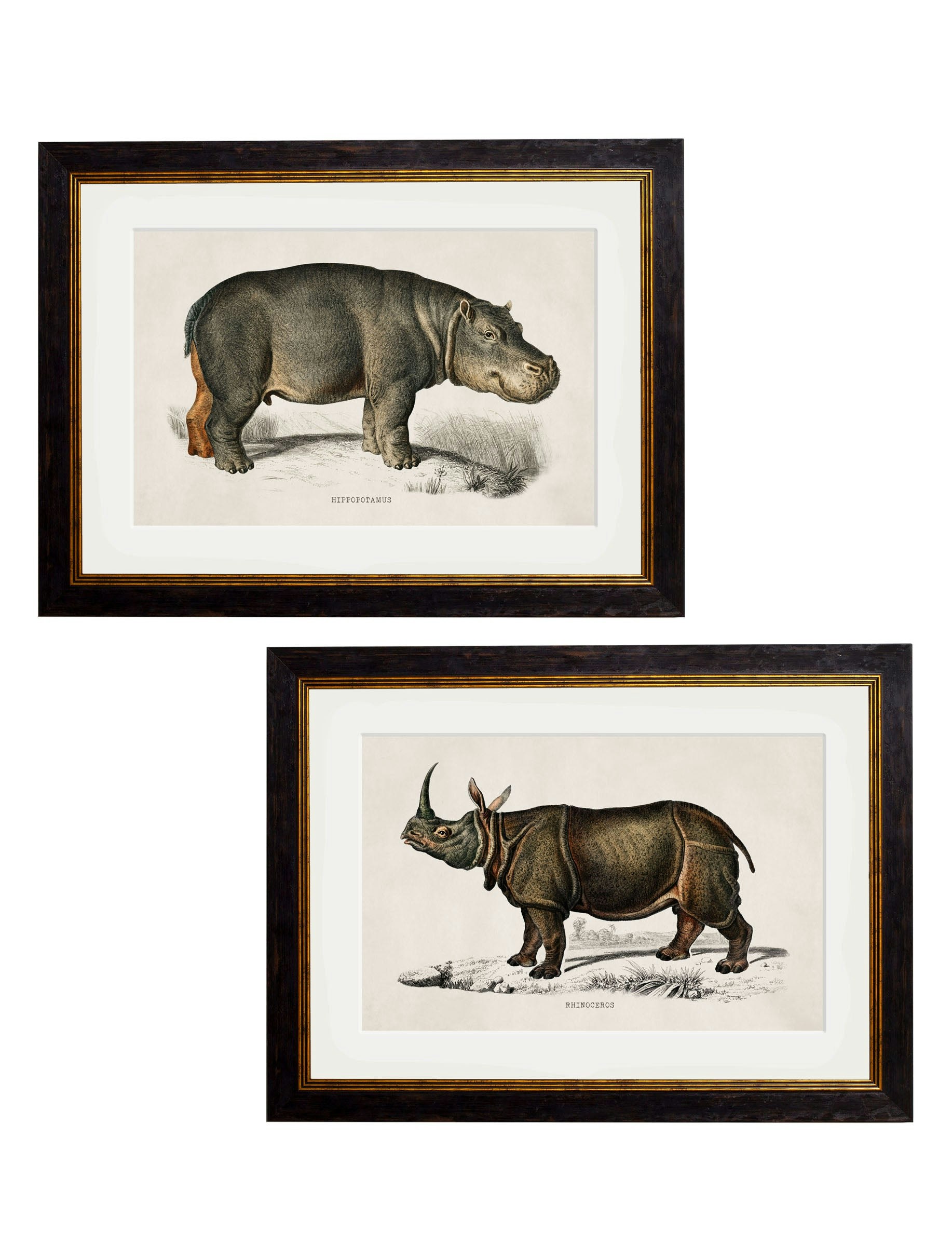 Exceptional Art Black C.1846 Rhino & Hippo - 50 X 70Cm - Collection Of 2