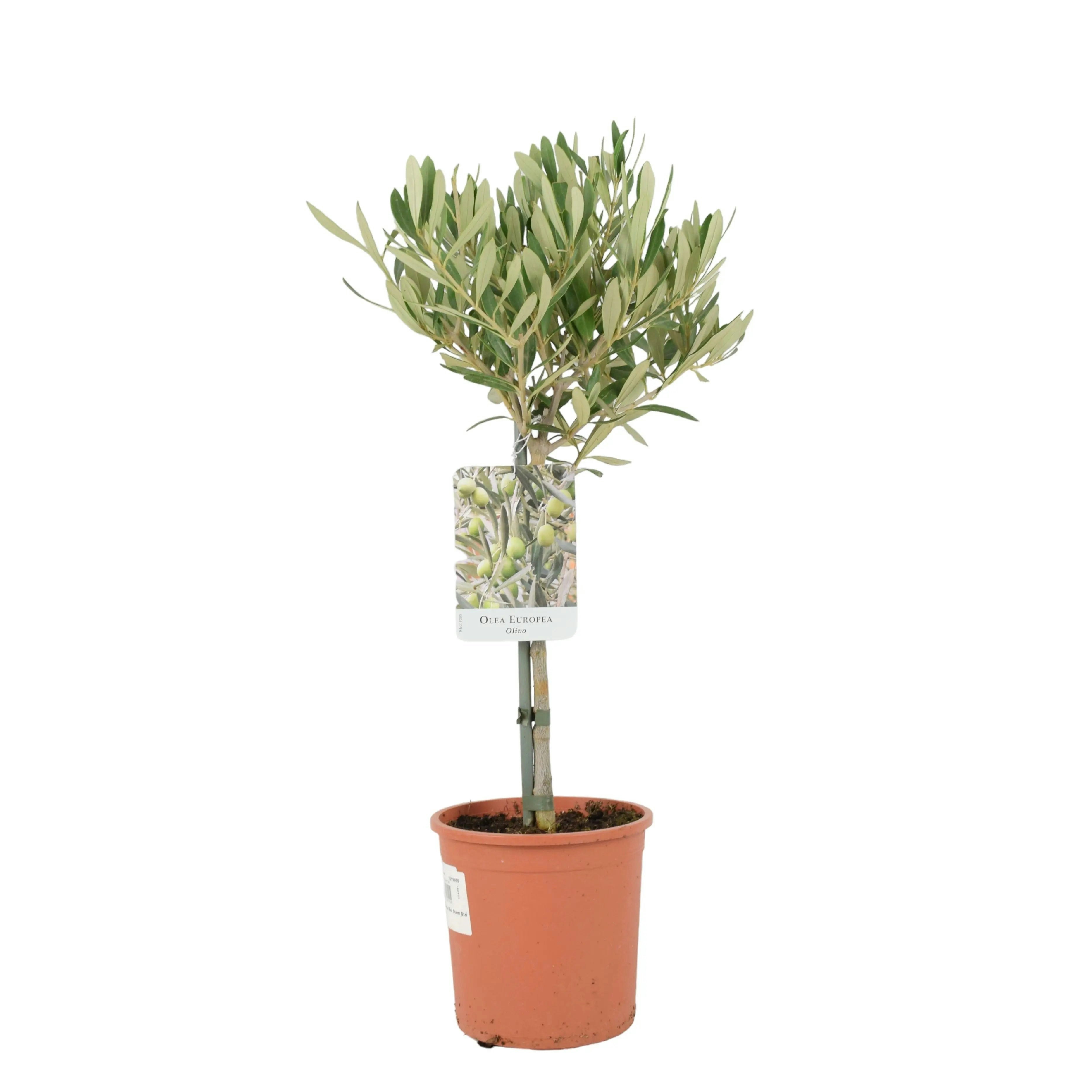 Plants By Post Silver/Green Olive Tree 50-60Cm - Mediterranean Garden Plant - No Container