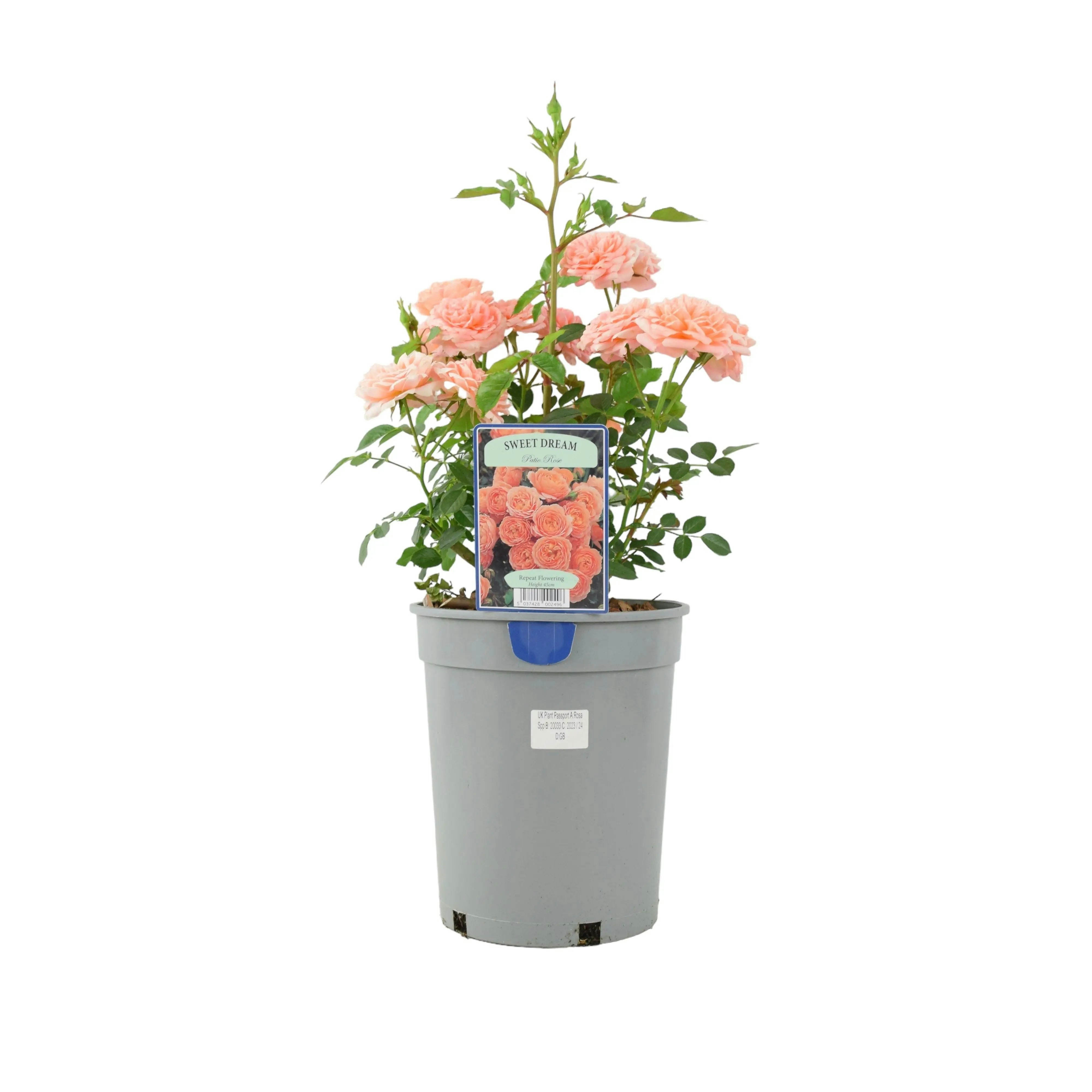 Plants By Post Rose Sweet Dream 4L Pot Peachy Apricot Patio Rose - No Container