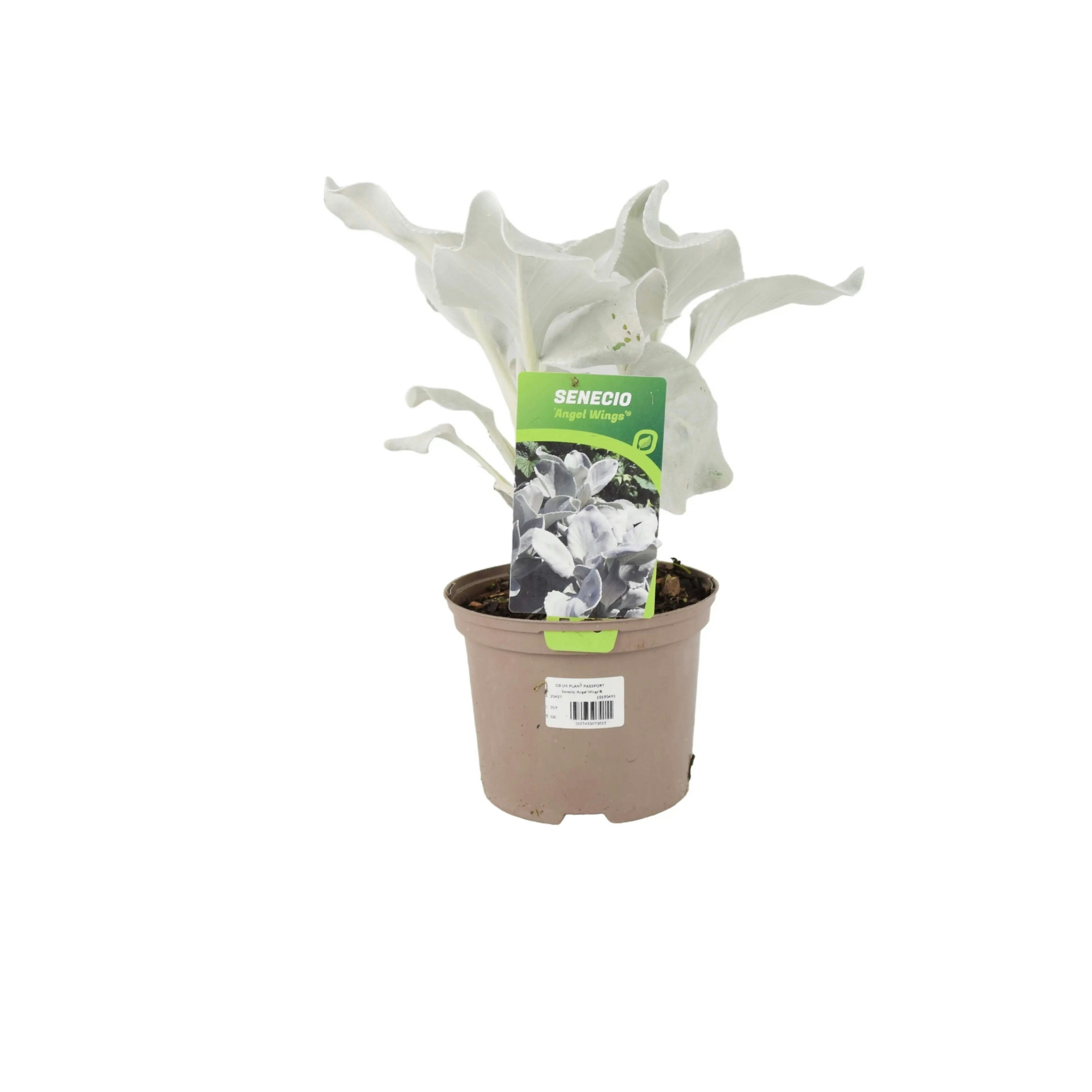 Plants By Post White Senecio Angel Wings 2L - Hardy, Eco-Friendly Foliage Plant With Silvery Leaves - No Container
