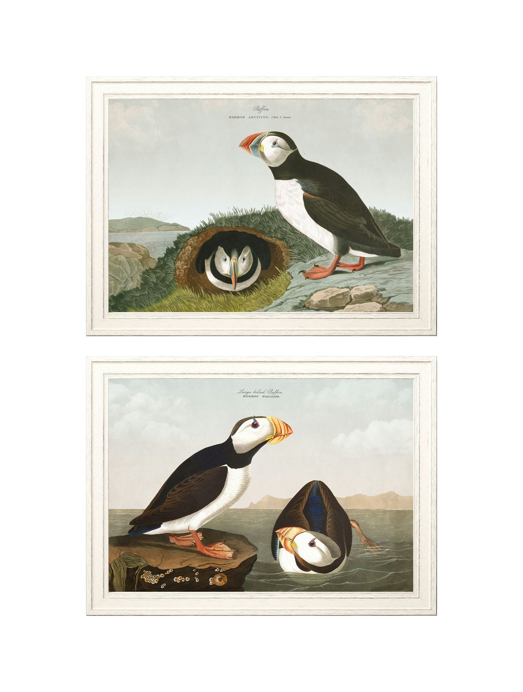 Exceptional Art Black C.1838 Audubon's Puffins - 95 X 135Cm - Collection Of 2