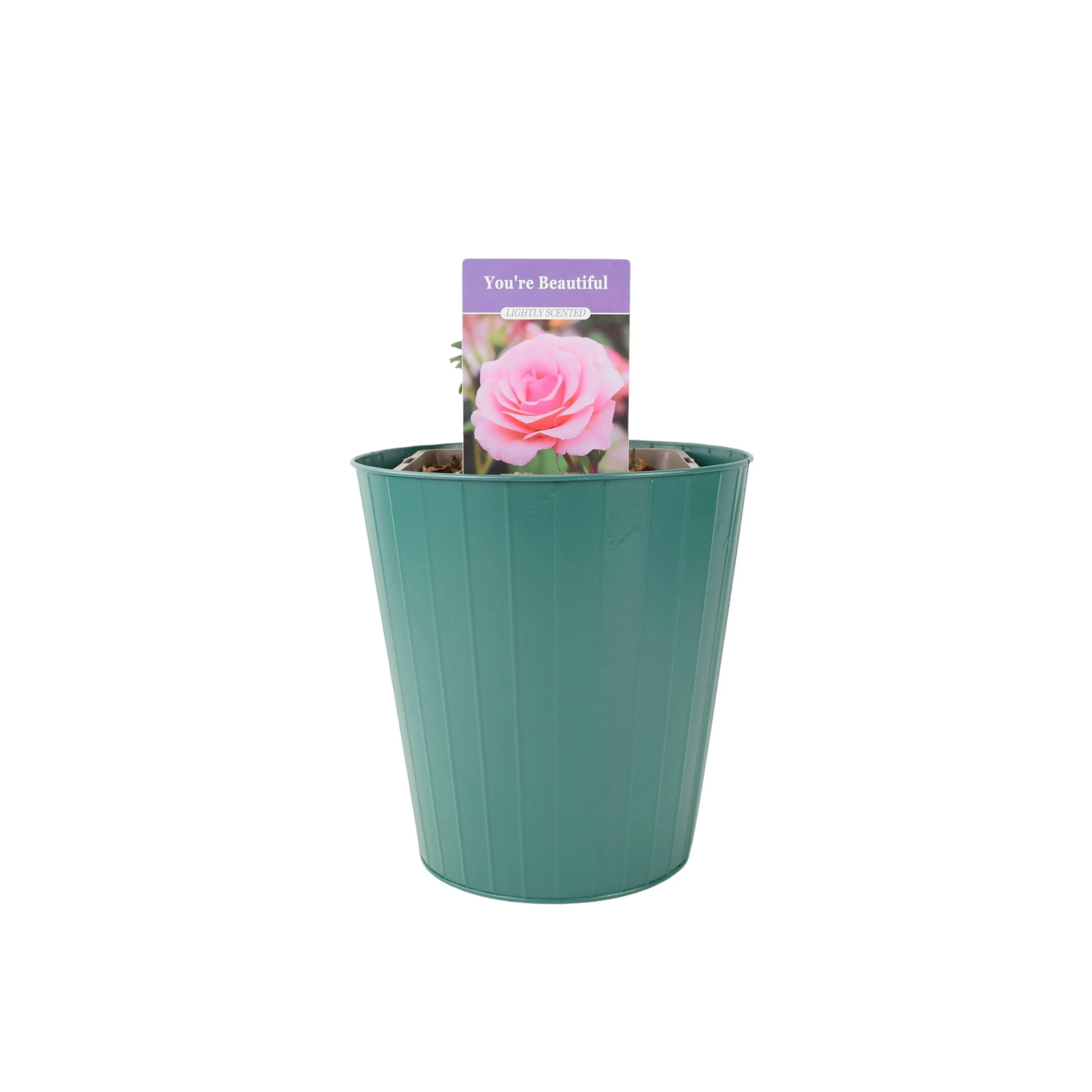 Plants By Post Pink You're Beautiful Rose 5.5L Pot - Fragrant Floribunda Rose - Metal Teal Vertical Line