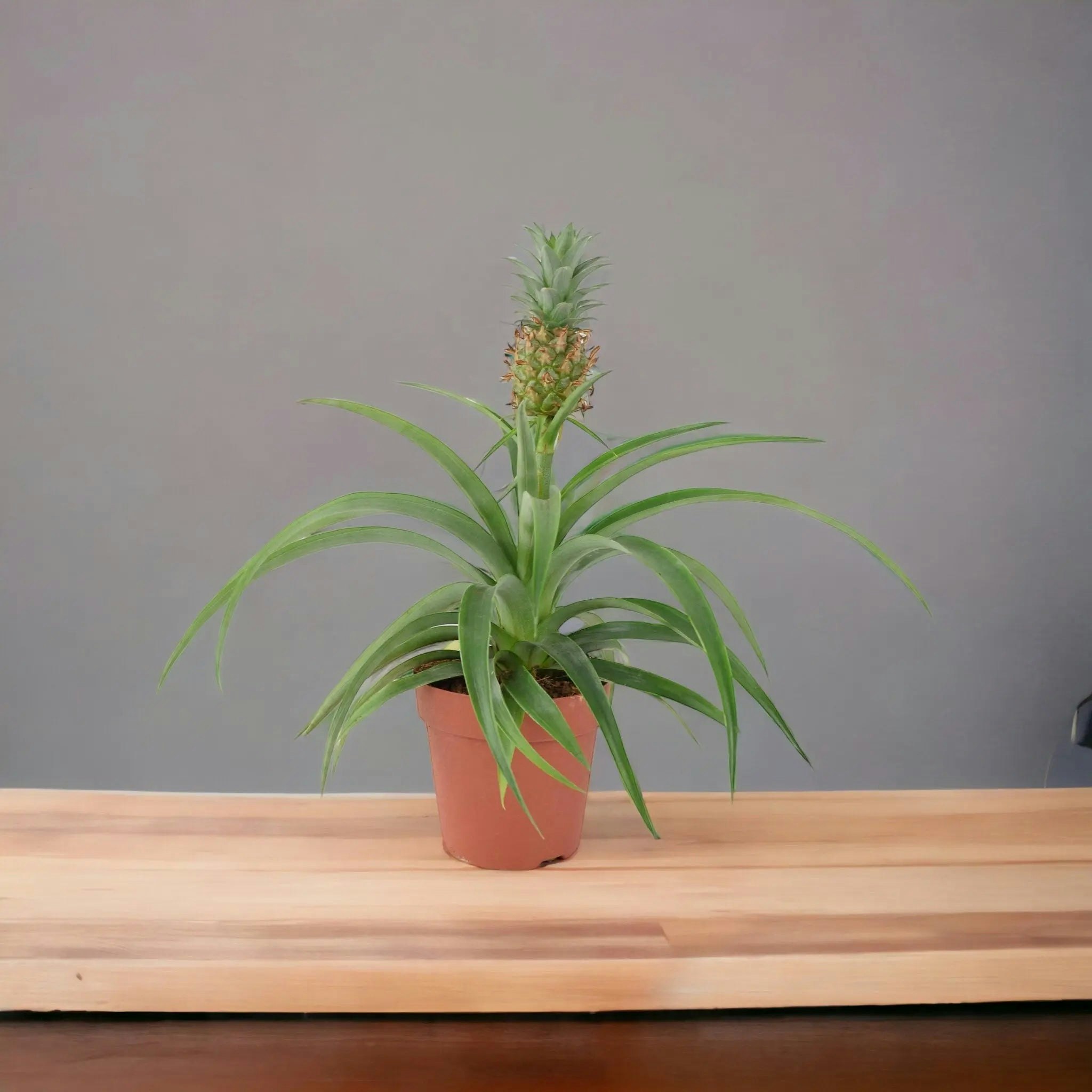 Plants By Post Silver/Grey Pineapple Plant (Ananas) 12Cm Pot – Aromatic Indoor Plant - No Container