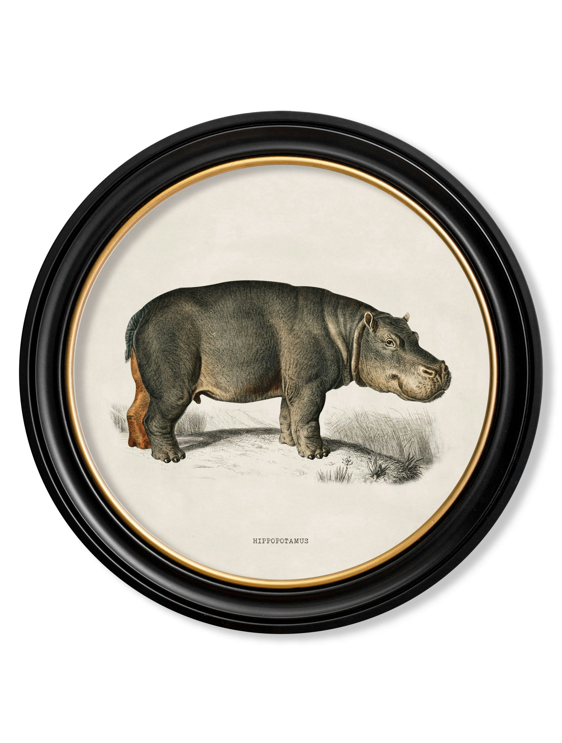 Rackhams Black C.1846 Rhino & Hippo - Round Frames - 70 X 70Cm - Hippo