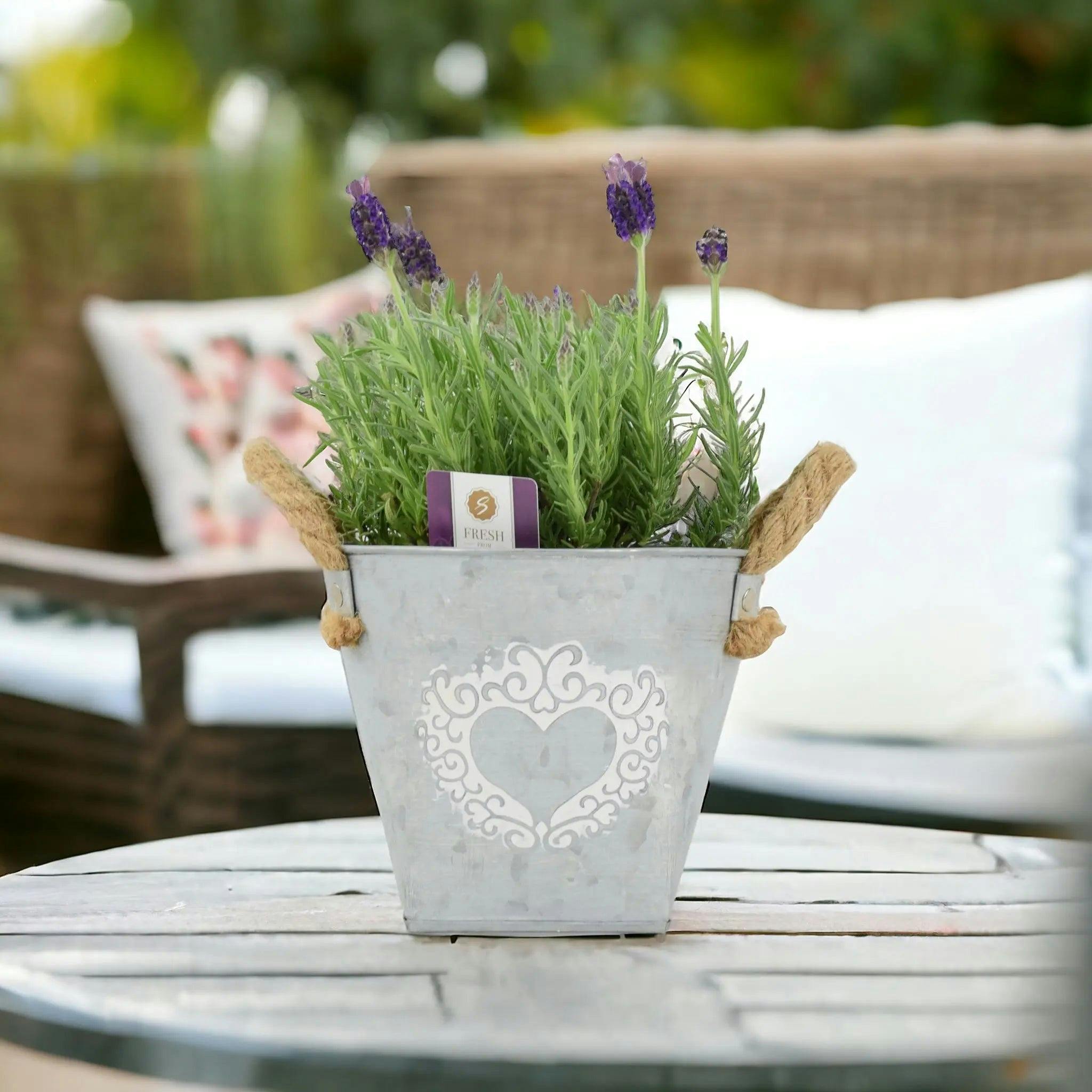 Lavender Stoechas 1L Pot - Fragrant Mediterranean Plant For Sunny Gardens - Metal Heart Zinc
