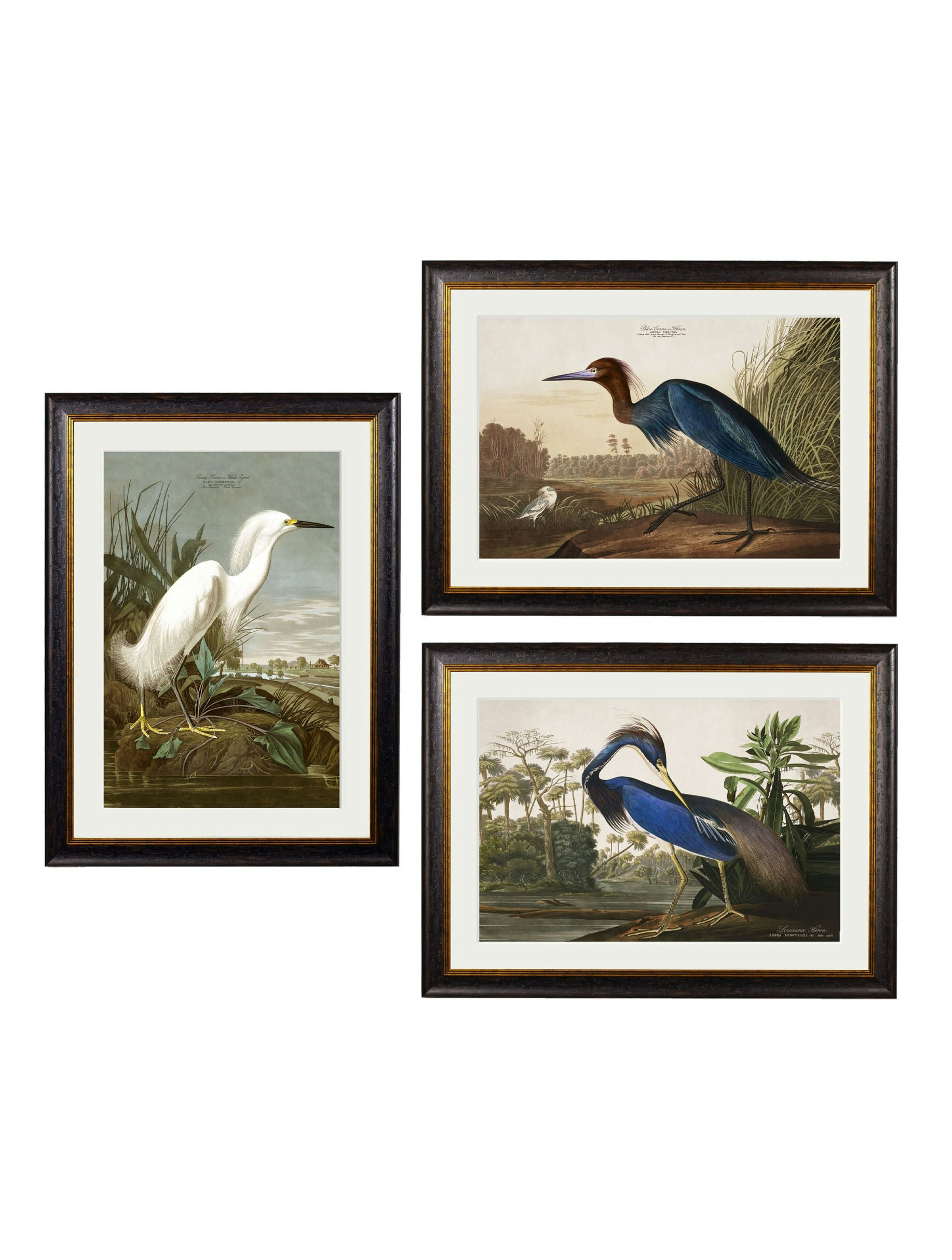 Rackhams C.1838 Audubon's Herons - 70 X 95Cm - Mount - Collection Of 3