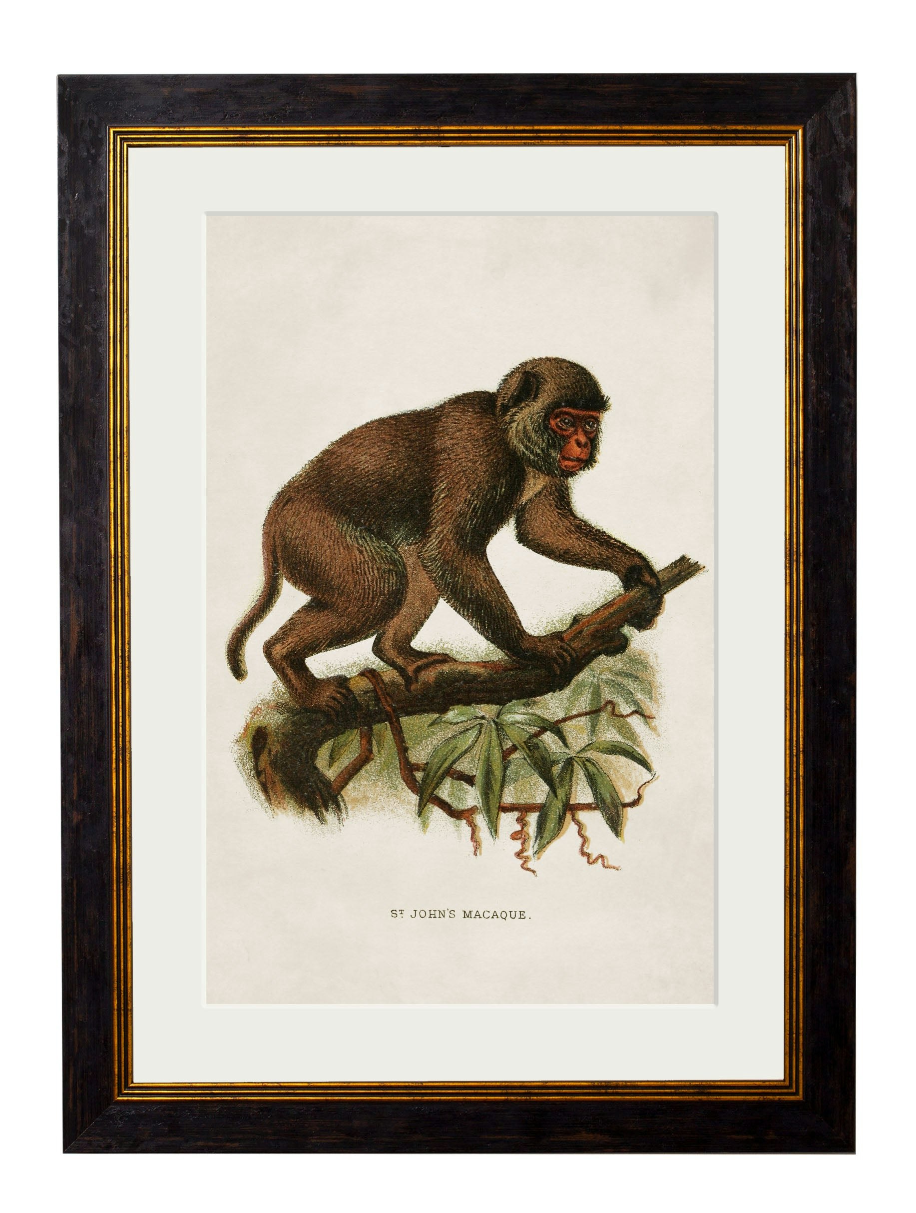 Rackhams Black C.1910 Collection Of Primates - 38 X 50Cm - St John's Macaque