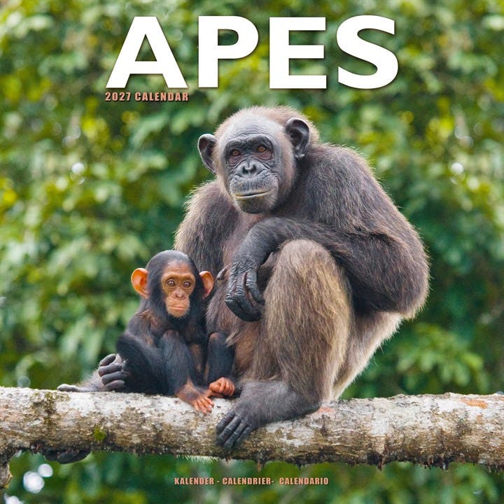 Apes Calendar 2027, Wall Calendars, Month To View, Animals, Gift - Image 5
