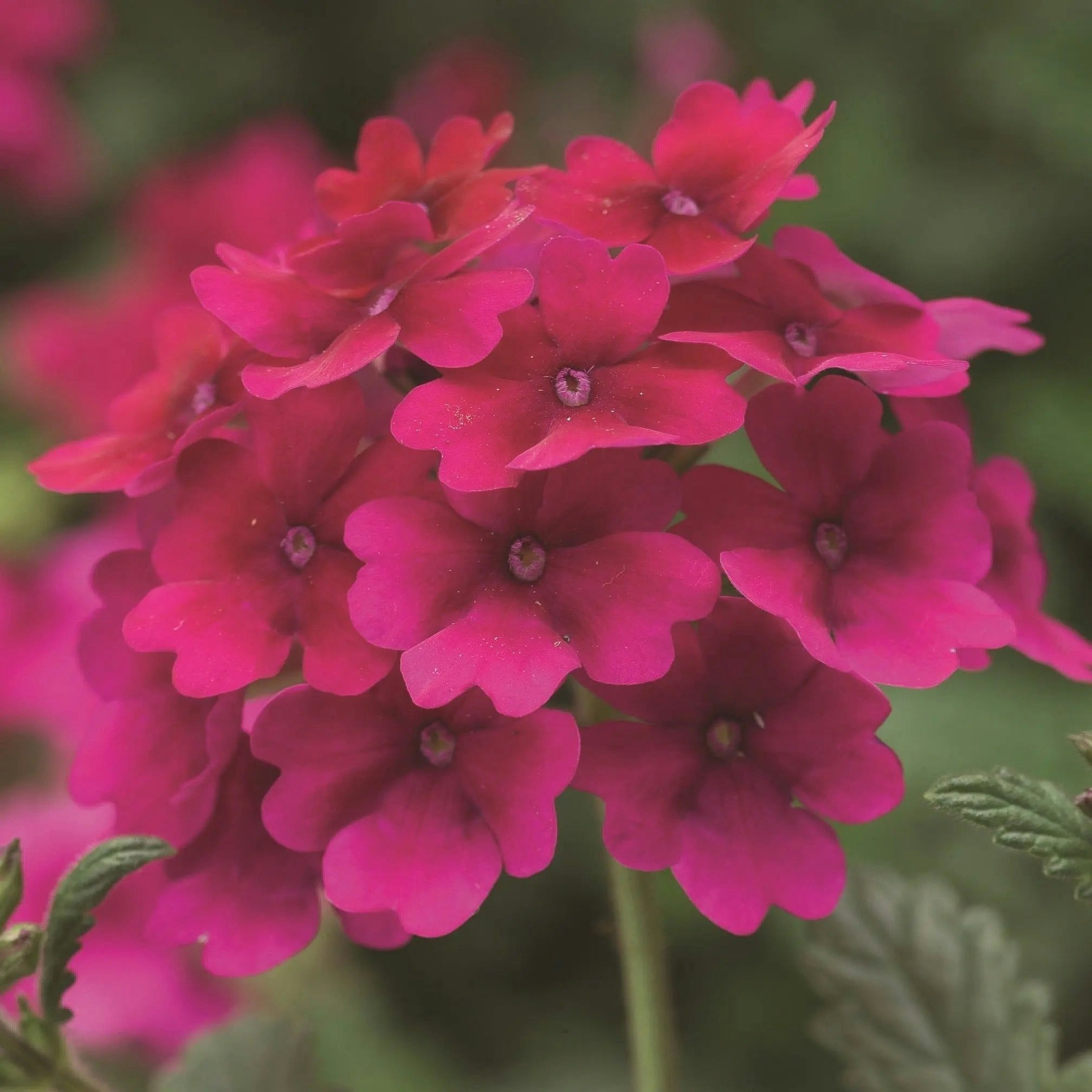 Plants By Post Red Verbena Lanai Raspberry 9Cm In Recyclable Pots X 3 Plants